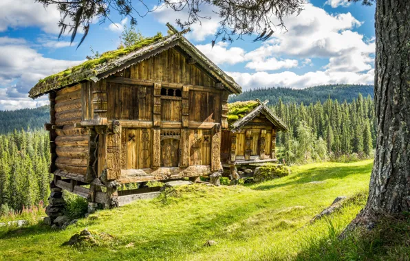 Лес, Норвегия, домик, Norway, Telemark Fylke, Grimstøyl