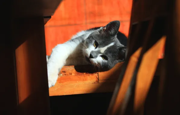 Кошка, взгляд, оранжевый, поза, котенок, фон, мебель, лежит