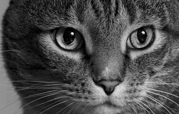 Картинка кошка, кот, взгляд, морда, чёрно-белая, монохром