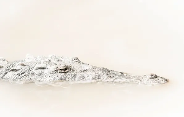 Картинка глаза, голова, крокодил, рептилия