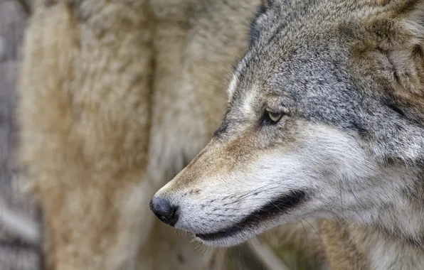 Картинка nature, snow, predator, face, animal, wolf, wildlife, portrait