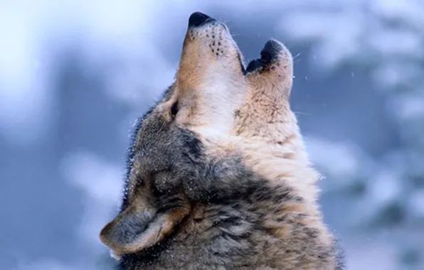 Картинка nature, predator, animal, wolf, wildlife, portrait, portrait., Canis lupus. face