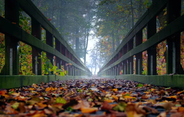 Картинка осень, листья, деревья, туман, мостик, ultra hd, осень в лесу, мостик в лесу