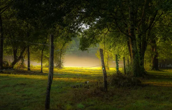 Картинка лето, туман, парк, утро, ограда