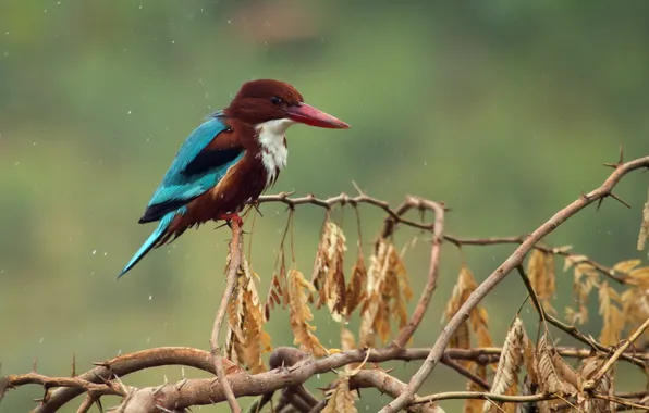 Природа, фон, птица