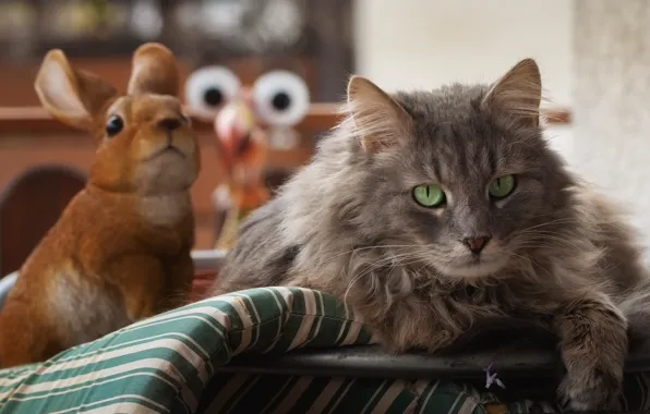 Кошка, кот, взгляд, морда, серый, игрушка, заяц, портрет