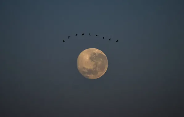 Небо, птицы, ночь, птица, луна, moon, sky, bird