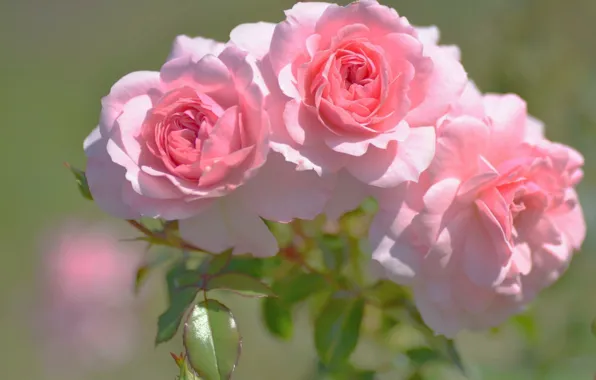 Размытый задний фон, три розы, розовые бутоны