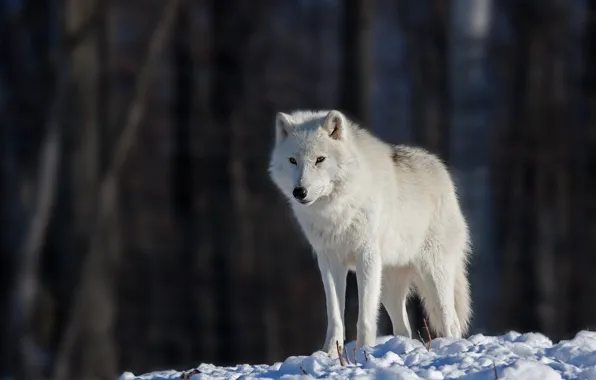 Картинка глаза, снег, eyes, snow, боке, bokeh, белый волк, white wolf