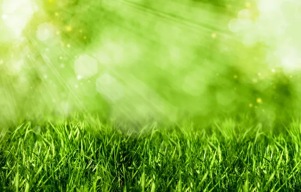 Картинка трава, лучи, свет, зеленая, боке
