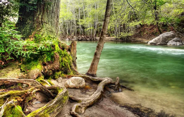 Картинка лес, дерево, коряга, речка