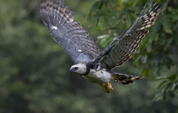 Картинка Eagle, bird, animal wildlife, Harpy