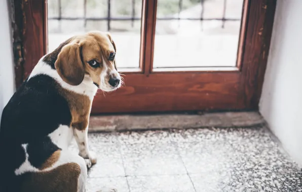 Друг, дома, собака