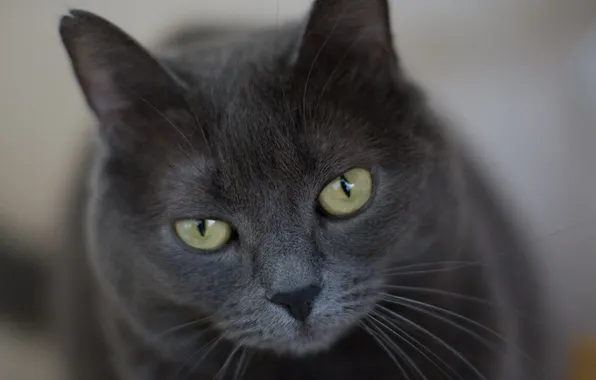 Картинка кот, серый, строгий