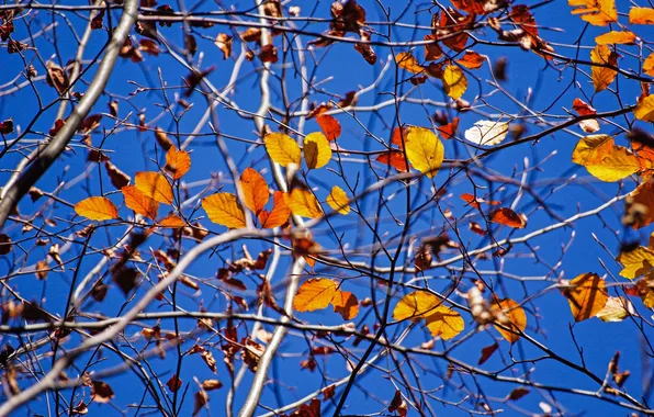 Картинка осень, небо, листья, ветки