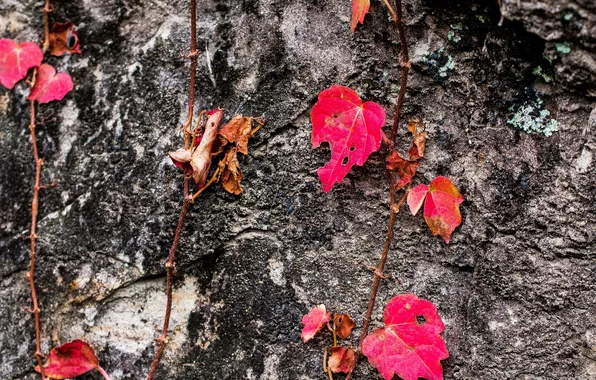 Картинка осень, листья, дерево, растение, текстура