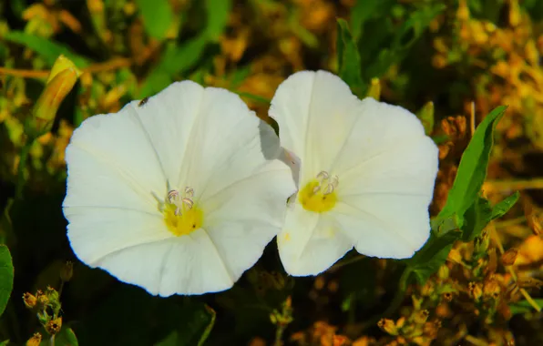 White, flower, blooming
