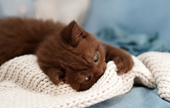 Кошка, котенок, шарф, малыш, ткань, лежит, мордашка, британский