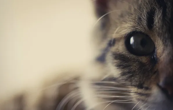Картинка кошка, взгляд, глаз