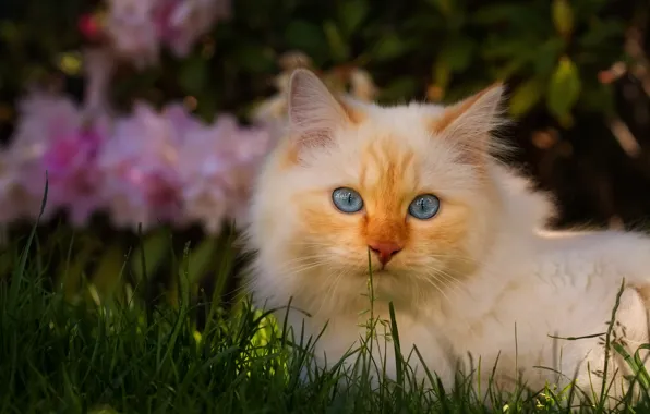 Кошка, белый, трава, кот, взгляд, морда, свет, цветы