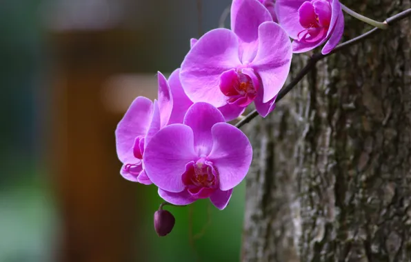 Картинка макро, ветка, орхидея