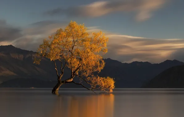 Картинка осень, вода, горы, природа, озеро, дерево, Новая Зеландия