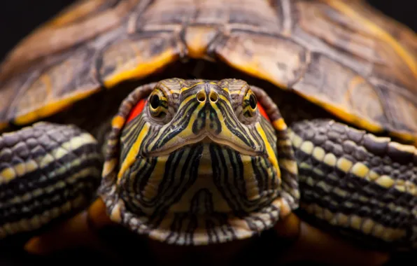 Head, turtle, reptile