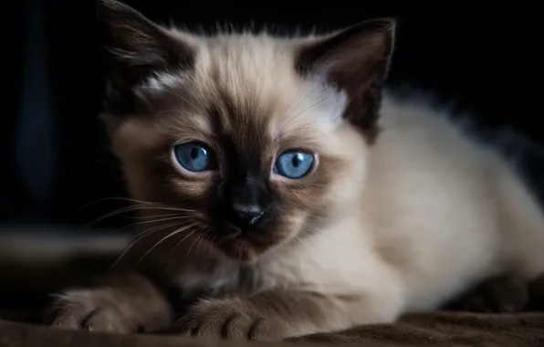 Кошка, взгляд, поза, котенок, портрет, лапки, лежит, черный фон