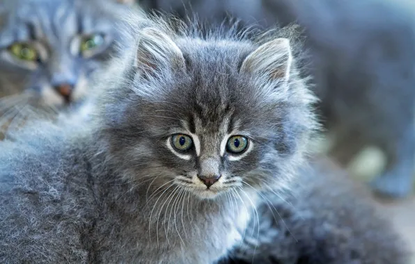 Взгляд, серый, пушистый, мордочка, котёнок