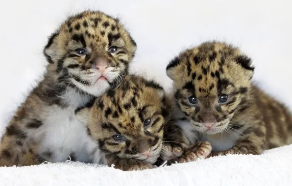 Картинка кошка, леопард, leopard, детеныши