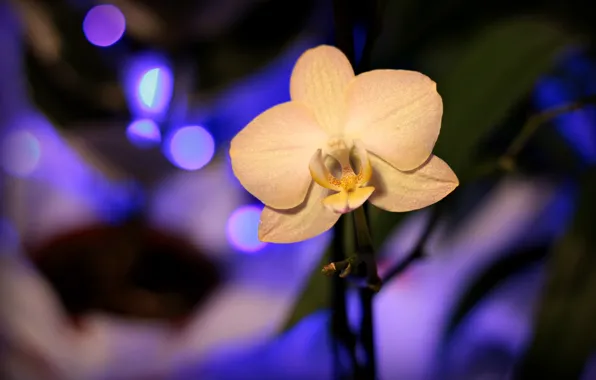 Картинка Орхидея, Orchid, Blur