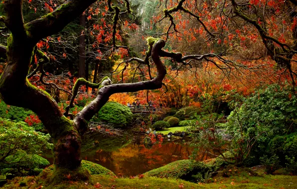 Картинка осень, мост, природа, парк, люди, сад, японский