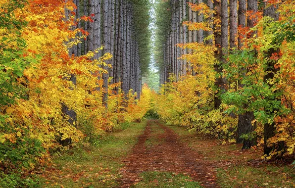 Картинка дорога, осень, лес, деревья, пейзаж, природа, растения, forest