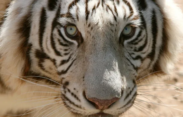 White, Tiger, look, head