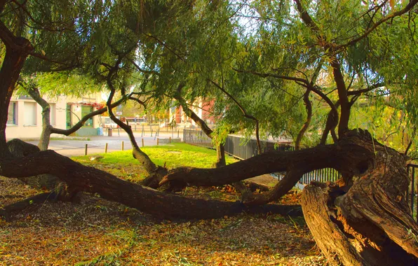 Tree, branches, lying