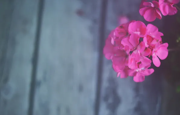 Картинка цветок, лепестки, розовые