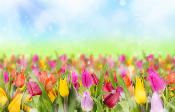 Картинка блики, весна, тюльпаны