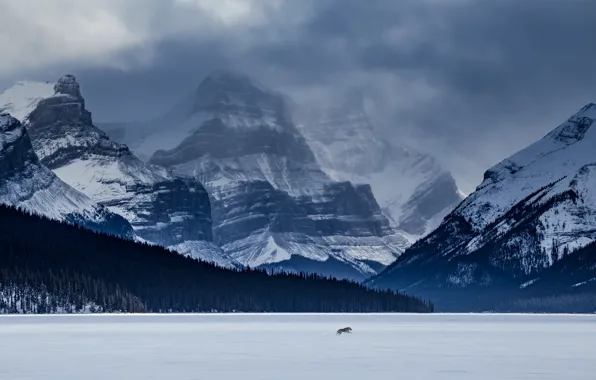 Картинка лес, горы, озеро, волк, Канада