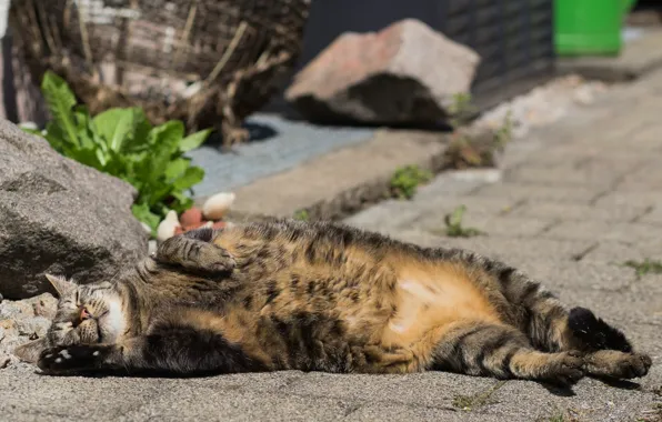 Картинка кот, отдых, улица, кошак, полосатый