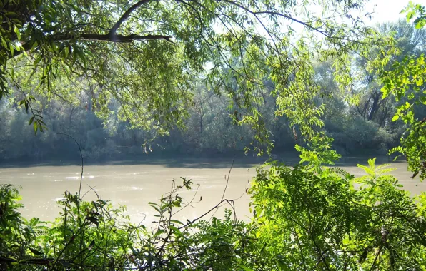 Зелень, река, Meduzanol ©, Протока