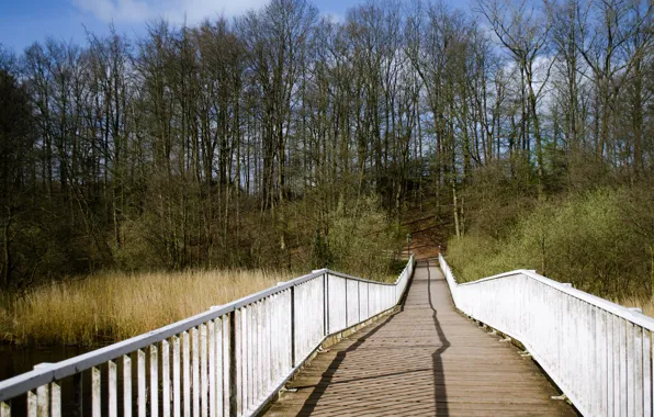 Картинка деревья, река, Германия, river, trees, Germany, Schwentine, Швентине