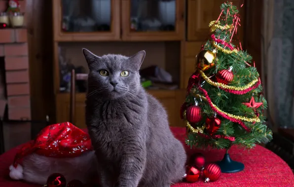 Кошка, кот, взгляд, поза, серый, Рождество, Новый год, мордашка