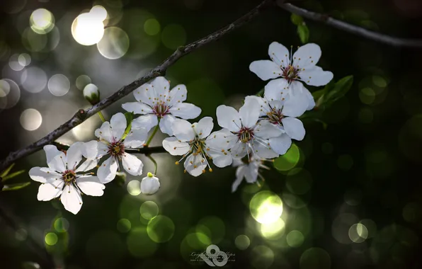Картинка сакура, весна, вишня, цветы