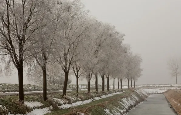 Осень, снег, деревья