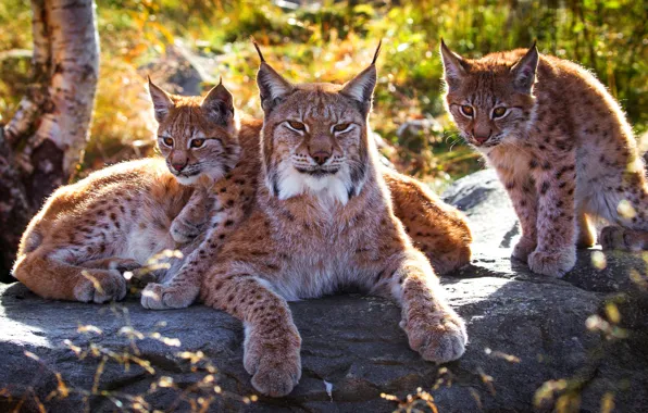 Зелень, лес, лето, трава, кошки, природа, поза, камни