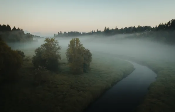 Картинка лес, небо, вода, туман