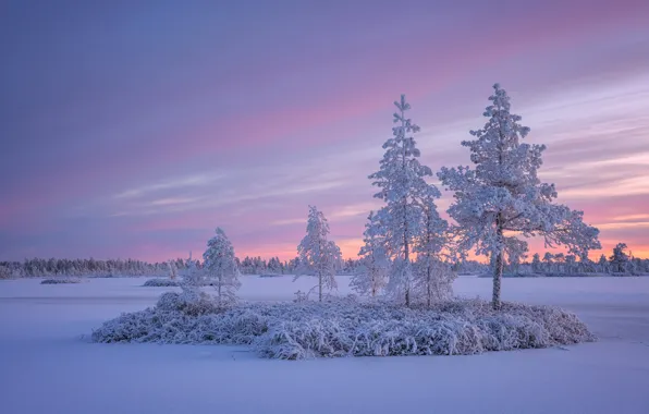 Картинка зима, снег, деревья, закат, Россия, островок, Карелия, замёрзшее озеро