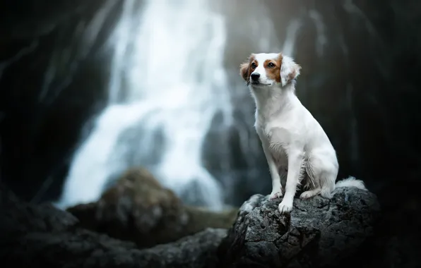 Картинка камень, водопад, собака, боке