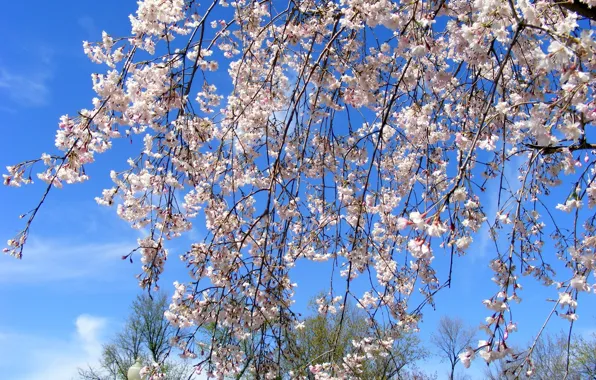 Ветки, весна, цветочки, цветение, Spring