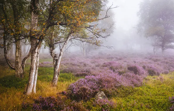 Картинка осень, деревья, поляна, Англия, берёзы, England, вереск, Derbyshire